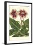 Gloxinia Garden III-Van Houtt-Framed Art Print