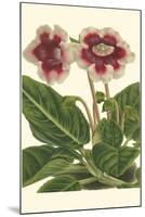 Gloxinia Garden III-Van Houtt-Mounted Art Print