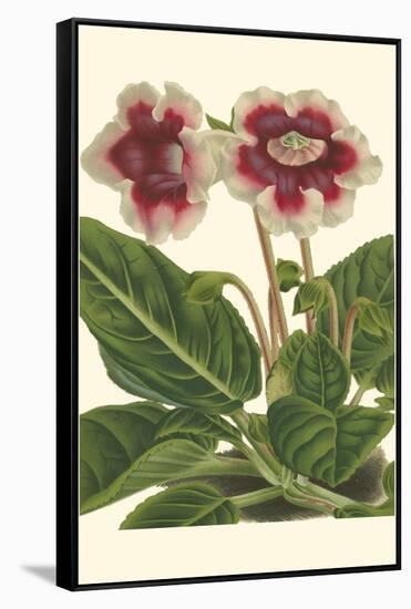 Gloxinia Garden III-Van Houtt-Framed Stretched Canvas