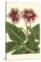 Gloxinia Garden III-Van Houtt-Stretched Canvas