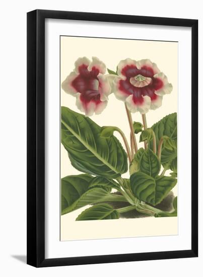 Gloxinia Garden III-Van Houtt-Framed Art Print