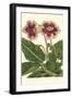 Gloxinia Garden III-Van Houtt-Framed Art Print