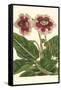 Gloxinia Garden III-Van Houtt-Framed Stretched Canvas