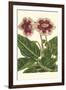 Gloxinia Garden III-Van Houtt-Framed Art Print