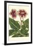 Gloxinia Garden III-Van Houtt-Framed Art Print