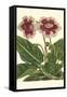 Gloxinia Garden III-Van Houtt-Framed Stretched Canvas