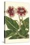 Gloxinia Garden III-Van Houtt-Stretched Canvas