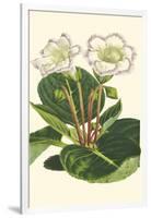 Gloxinia Garden IV-Van Houtt-Framed Art Print