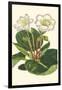 Gloxinia Garden IV-Van Houtt-Framed Art Print