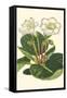 Gloxinia Garden IV-Van Houtt-Framed Stretched Canvas