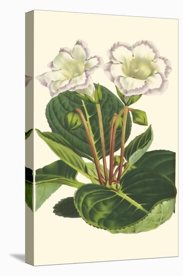 Gloxinia Garden IV-Van Houtt-Stretched Canvas
