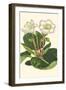 Gloxinia Garden IV-Van Houtt-Framed Art Print