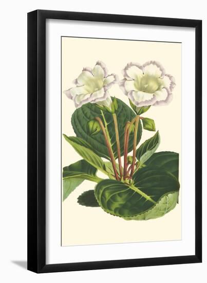 Gloxinia Garden IV-Van Houtt-Framed Art Print