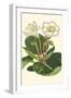 Gloxinia Garden IV-Van Houtt-Framed Art Print