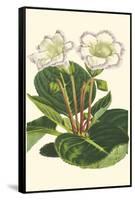 Gloxinia Garden IV-Van Houtt-Framed Stretched Canvas
