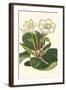 Gloxinia Garden IV-Van Houtt-Framed Art Print