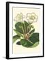 Gloxinia Garden IV-Van Houtt-Framed Art Print