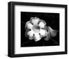 Gloxinia-Harold Silverman-Framed Art Print