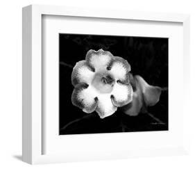 Gloxinia-Harold Silverman-Framed Art Print