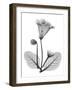 Gloxinia-Albert Koetsier-Framed Art Print