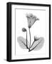 Gloxinia-Albert Koetsier-Framed Art Print