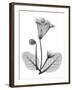 Gloxinia-Albert Koetsier-Framed Art Print