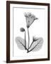 Gloxinia-Albert Koetsier-Framed Art Print