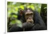 Glum looking adolescent chimpanzee at Kibale Forest National Park, Uganda, Africa-Tom Broadhurst-Framed Photographic Print