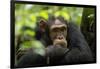 Glum looking adolescent chimpanzee at Kibale Forest National Park, Uganda, Africa-Tom Broadhurst-Framed Photographic Print