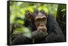 Glum looking adolescent chimpanzee at Kibale Forest National Park, Uganda, Africa-Tom Broadhurst-Framed Stretched Canvas