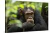 Glum looking adolescent chimpanzee at Kibale Forest National Park, Uganda, Africa-Tom Broadhurst-Stretched Canvas