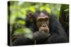 Glum looking adolescent chimpanzee at Kibale Forest National Park, Uganda, Africa-Tom Broadhurst-Stretched Canvas