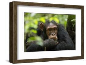 Glum looking adolescent chimpanzee at Kibale Forest National Park, Uganda, Africa-Tom Broadhurst-Framed Photographic Print