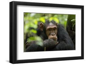 Glum looking adolescent chimpanzee at Kibale Forest National Park, Uganda, Africa-Tom Broadhurst-Framed Photographic Print