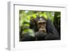 Glum looking adolescent chimpanzee at Kibale Forest National Park, Uganda, Africa-Tom Broadhurst-Framed Photographic Print