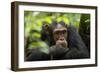 Glum looking adolescent chimpanzee at Kibale Forest National Park, Uganda, Africa-Tom Broadhurst-Framed Photographic Print