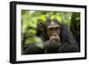 Glum looking adolescent chimpanzee at Kibale Forest National Park, Uganda, Africa-Tom Broadhurst-Framed Photographic Print