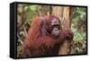 Glum Orangutan-DLILLC-Framed Stretched Canvas