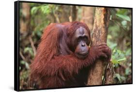 Glum Orangutan-DLILLC-Framed Stretched Canvas