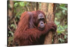 Glum Orangutan-DLILLC-Stretched Canvas