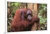 Glum Orangutan-DLILLC-Framed Photographic Print