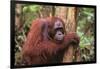 Glum Orangutan-DLILLC-Framed Photographic Print