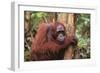 Glum Orangutan-DLILLC-Framed Photographic Print