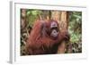 Glum Orangutan-DLILLC-Framed Photographic Print