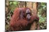 Glum Orangutan-DLILLC-Mounted Photographic Print