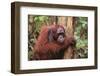 Glum Orangutan-DLILLC-Framed Photographic Print