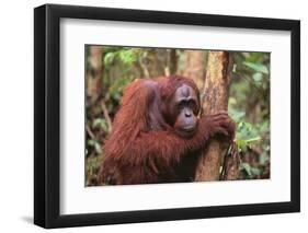 Glum Orangutan-DLILLC-Framed Photographic Print