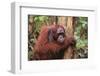 Glum Orangutan-DLILLC-Framed Photographic Print