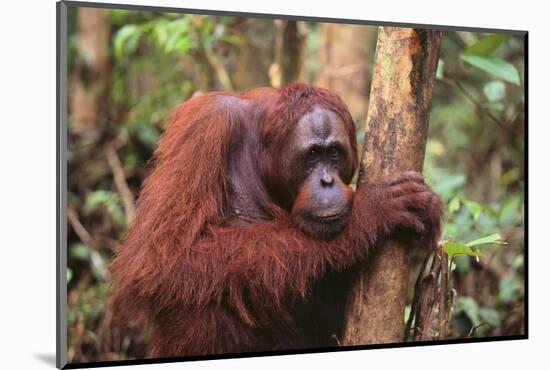 Glum Orangutan-DLILLC-Mounted Photographic Print