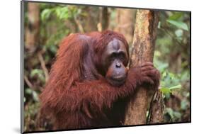 Glum Orangutan-DLILLC-Mounted Photographic Print